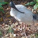 Ibis