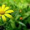 Senecio