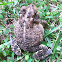 Cane Toad