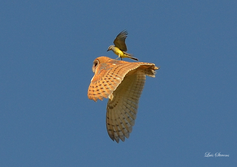 Barn Owl