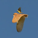 Barn Owl