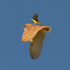 Barn Owl