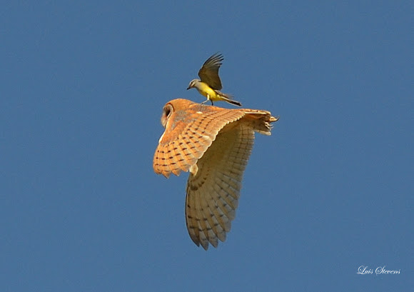 Spotting Image 1