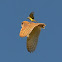 Barn Owl