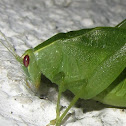 Katydid
