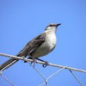 Suiriri flycatcher