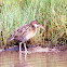 Clapper Rail