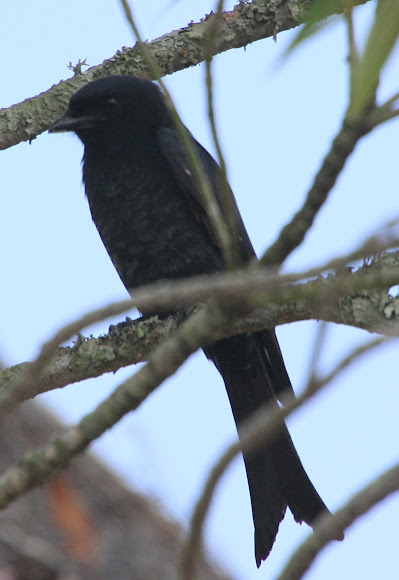Spotting Image 1