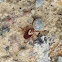 Dog Tick (female)