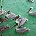 Caribbean Brown Pelican