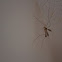 Crane fly