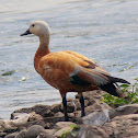 Brahmini duck(Ruddy Shelduck)