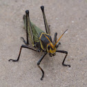 Horse Lubber Grasshopper