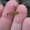 Marine Isopod