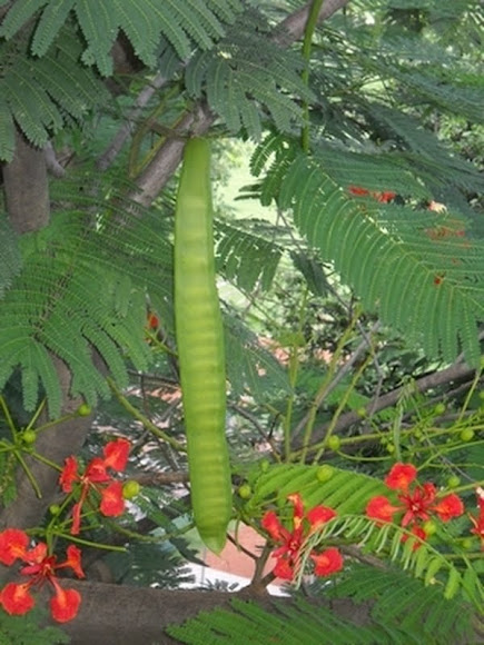 Spotting Image 1