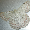 White Lopper Moth