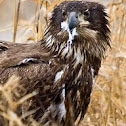 Immature Bald Eagle