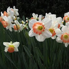 Mrs. Backhouse Daffodil