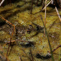 American Bullfrog
