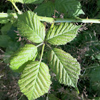 Blackberry