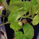 Basil