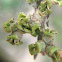 witch hazel