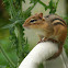 Eastern chipmunk