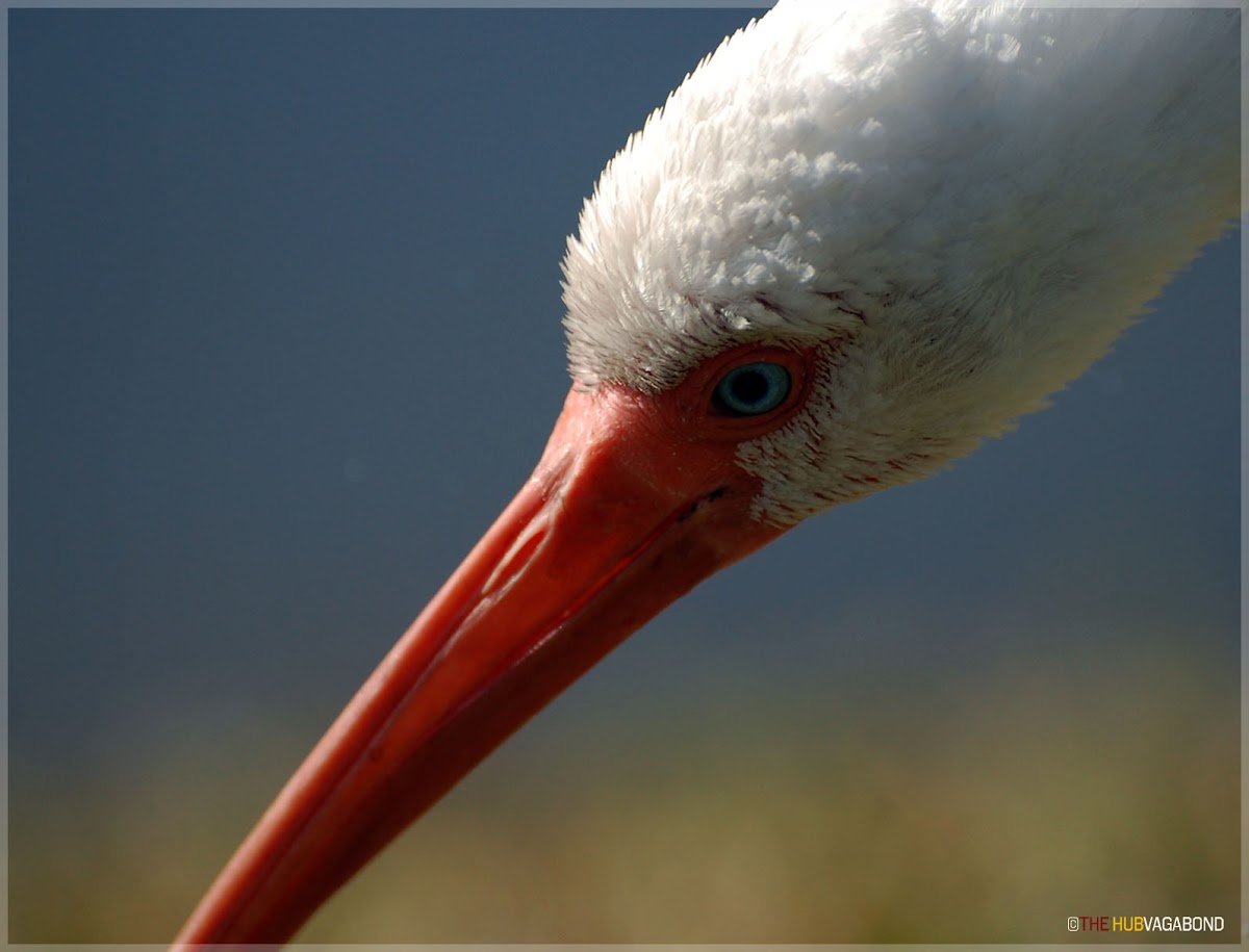 American White Ibis