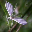 White Plume Moth