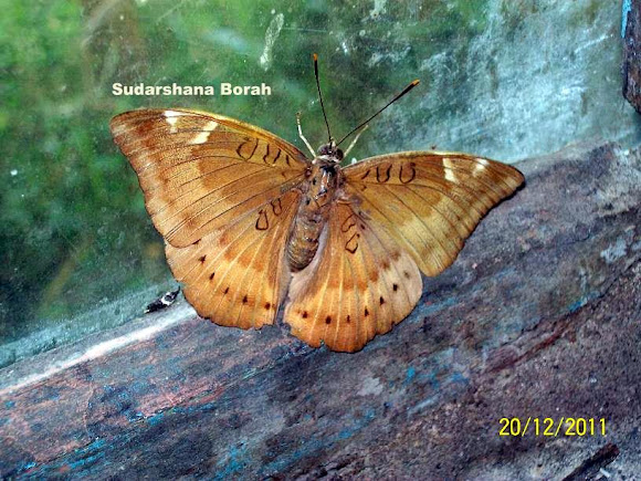 Spotting Image 1