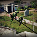 Indian Ring-necked Parakeet