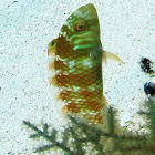 Clown Wrasse ( Juvenile)