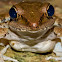 Wood Frog