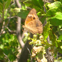 Buckeye