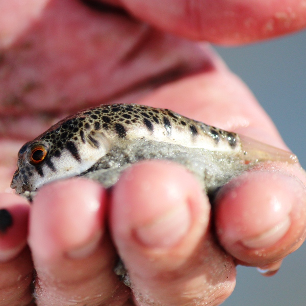 Common Toadfish Project Noah