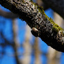 Brown Creeper