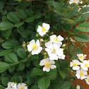 Multiflora rose