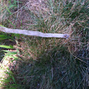 garter snake