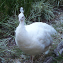 Indian Peafowl