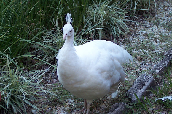 Spotting Image 1