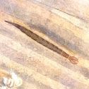 Predaceous diving beetle, larva