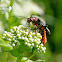 Common Soldier Beetle
