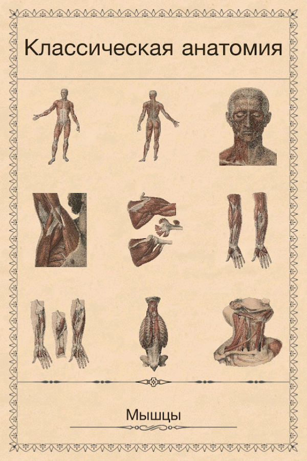 Классическая анатомия — приложение на Android