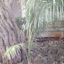 Palm tree