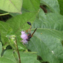 Potter Wasp