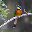 Blue-breasted Bee-eater