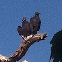 Black vulture