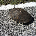 Yellow Bellied Slider