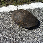 Yellow Bellied Slider