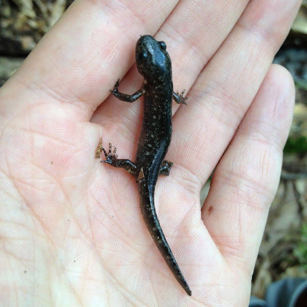 Marbled salamander Project Noah